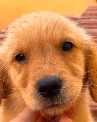 Golden retriever americano 