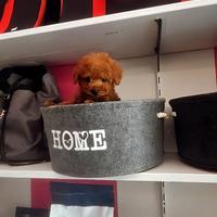 Cuccioli molto piccoli con e senza pedigree