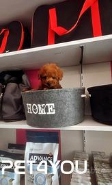 Cuccioli molto piccoli con e senza pedigree