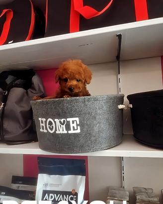 Cuccioli molto piccoli con e senza pedigree