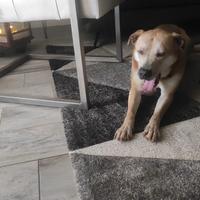 Aaron adozione del cuore