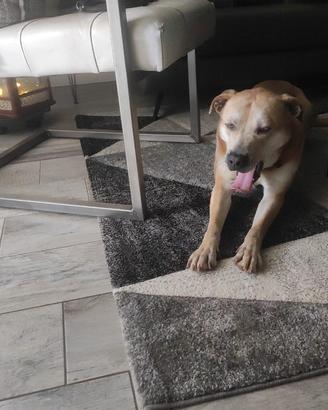 Aaron adozione del cuore