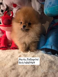 Pomerania boy Pedigree Enci