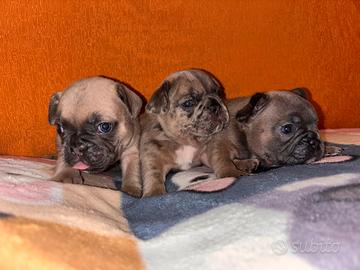 Bulldog francese