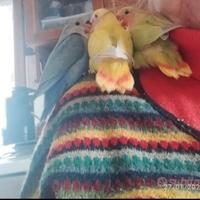 Inseparabili allevati a mano