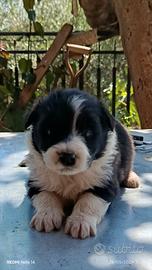 Border collie