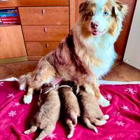 Pastore Australiano Australian Shepherd cuccioli