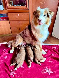 Pastore Australiano Australian Shepherd cuccioli
