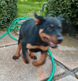 Cucciola Rottweiler 150 euro