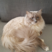 Ragdoll maschio accoppiamento