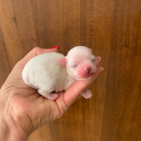 Maltese mini toy coreano
