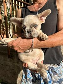 Maschietto bulldog francese merle fawn