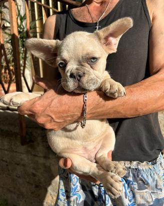 Maschietto bulldog francese merle fawn