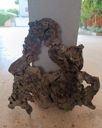 Pezzo di radice albero