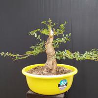 pre bonsai ligustro 