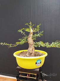 pre bonsai ligustro 