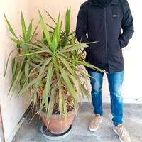 grande pianta Tronchetto Felicità 