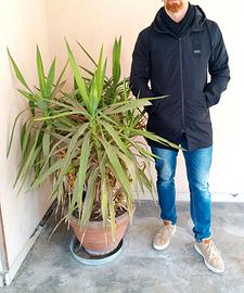 grande pianta Tronchetto Felicità 