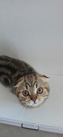 scottish fold 