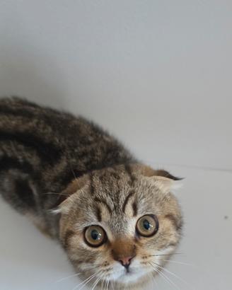 scottish fold 