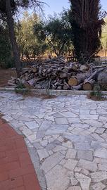 Legna di pino
