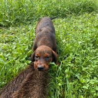 Cuccioli di Dachsbracke