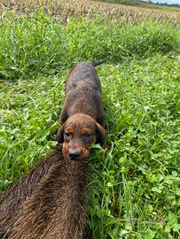 Cuccioli di Dachsbracke