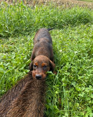 Cuccioli di Dachsbracke