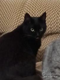 Ercole gattino 8 mesi