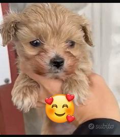 Cucciolo maltipoo mini toy da incanto