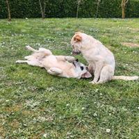 Cagnolini in adozione
