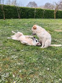 Cagnolini in adozione