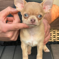 Chihuahua