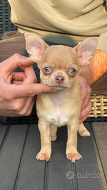 Chihuahua
