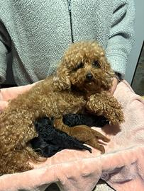 Cucciolata barboncini