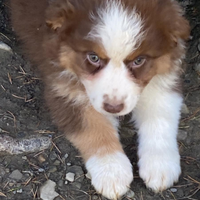 Cuccioli australian shepherd super