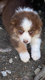 Cuccioli australian shepherd super