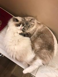Coppia gatte razza ragdoll in rehoming