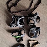 Collare, guinzaglio e pettorine per cani