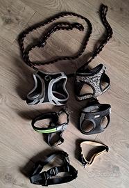 Collare, guinzaglio e pettorine per cani