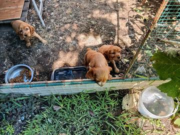 Cuccioli di coker