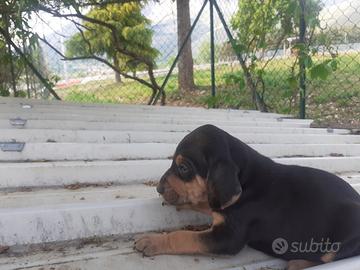 Cuccioli di segugi italiano da lepre