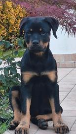 Rottweiler