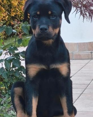 Rottweiler