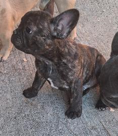 Cucciolo bulldog francese
