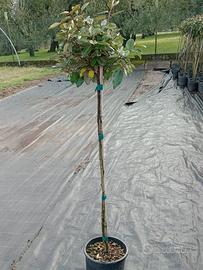 eleagnus ebbingei - olivello mezzo fusto