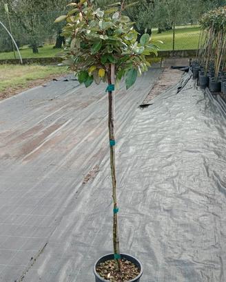 eleagnus ebbingei - olivello mezzo fusto