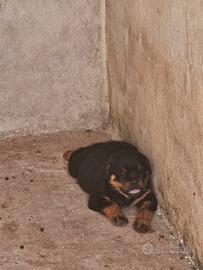 Cucciole di Rottweiler