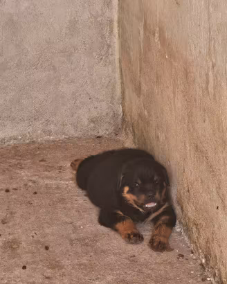 Cucciole di Rottweiler