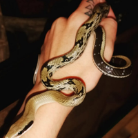 1.0 Orthriophis taeniurus yunnanensis CB '23